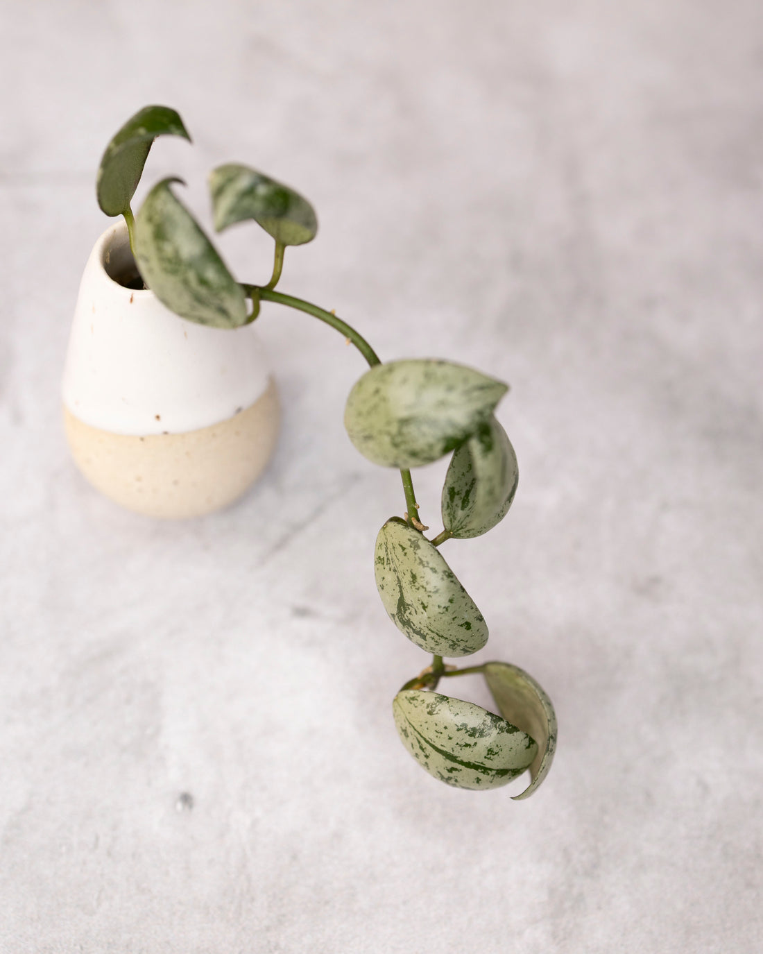 Hoya lacunosa &