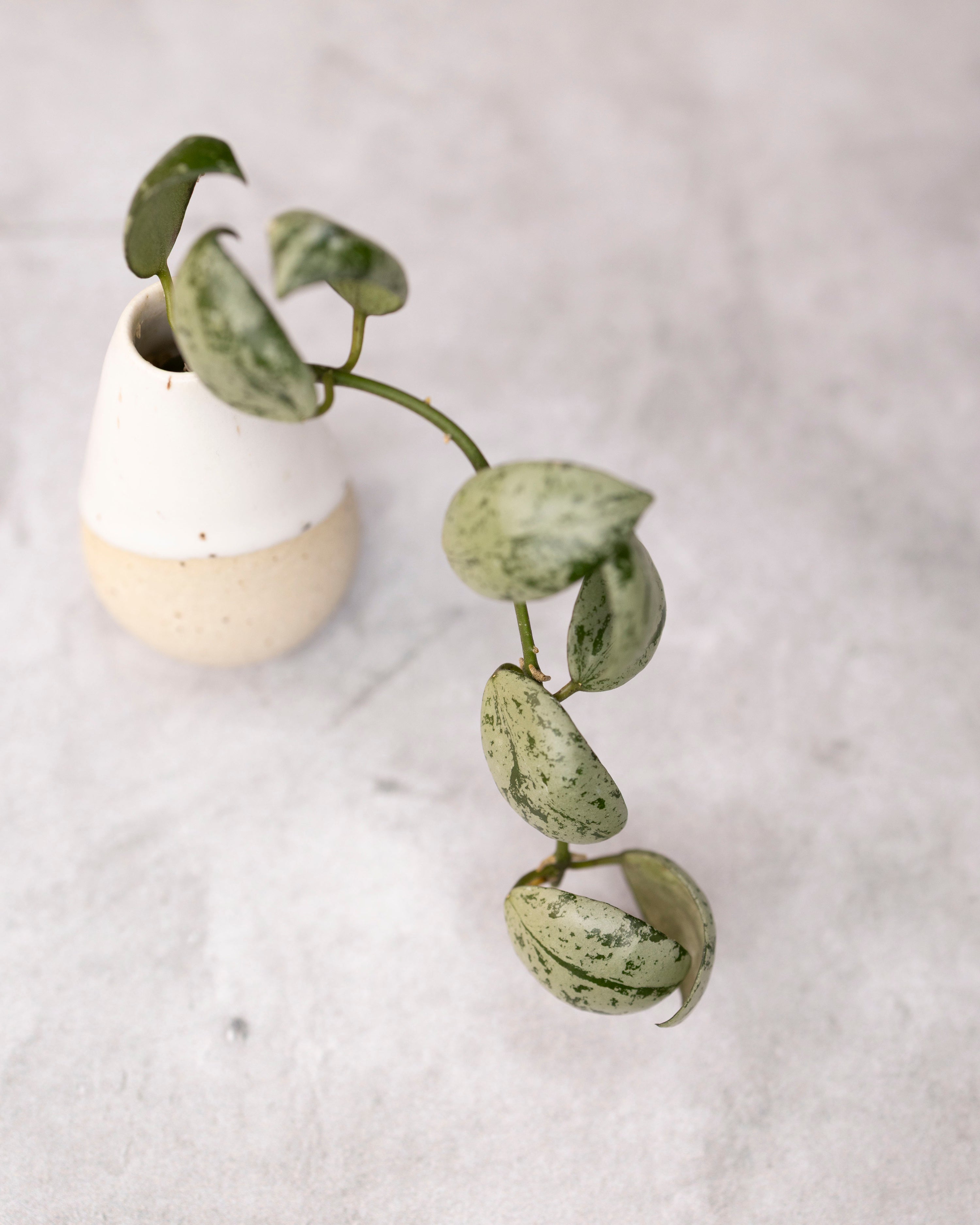 Hoya lacunosa &