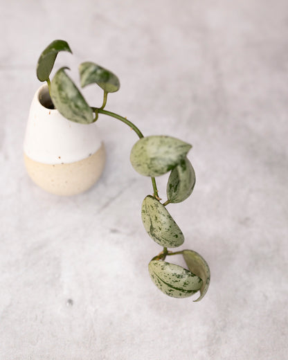 Hoya lacunosa &