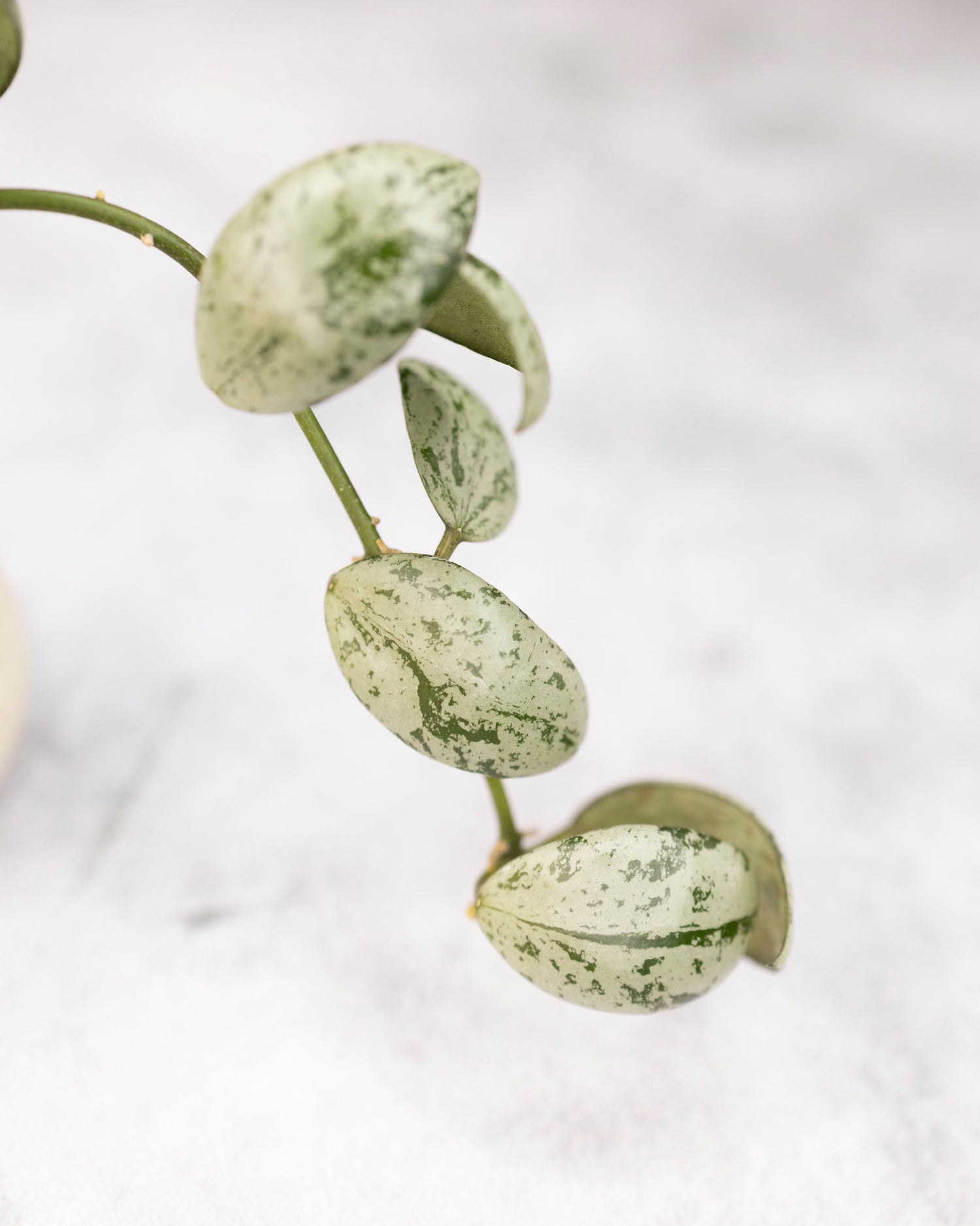 Hoya lacunosa &