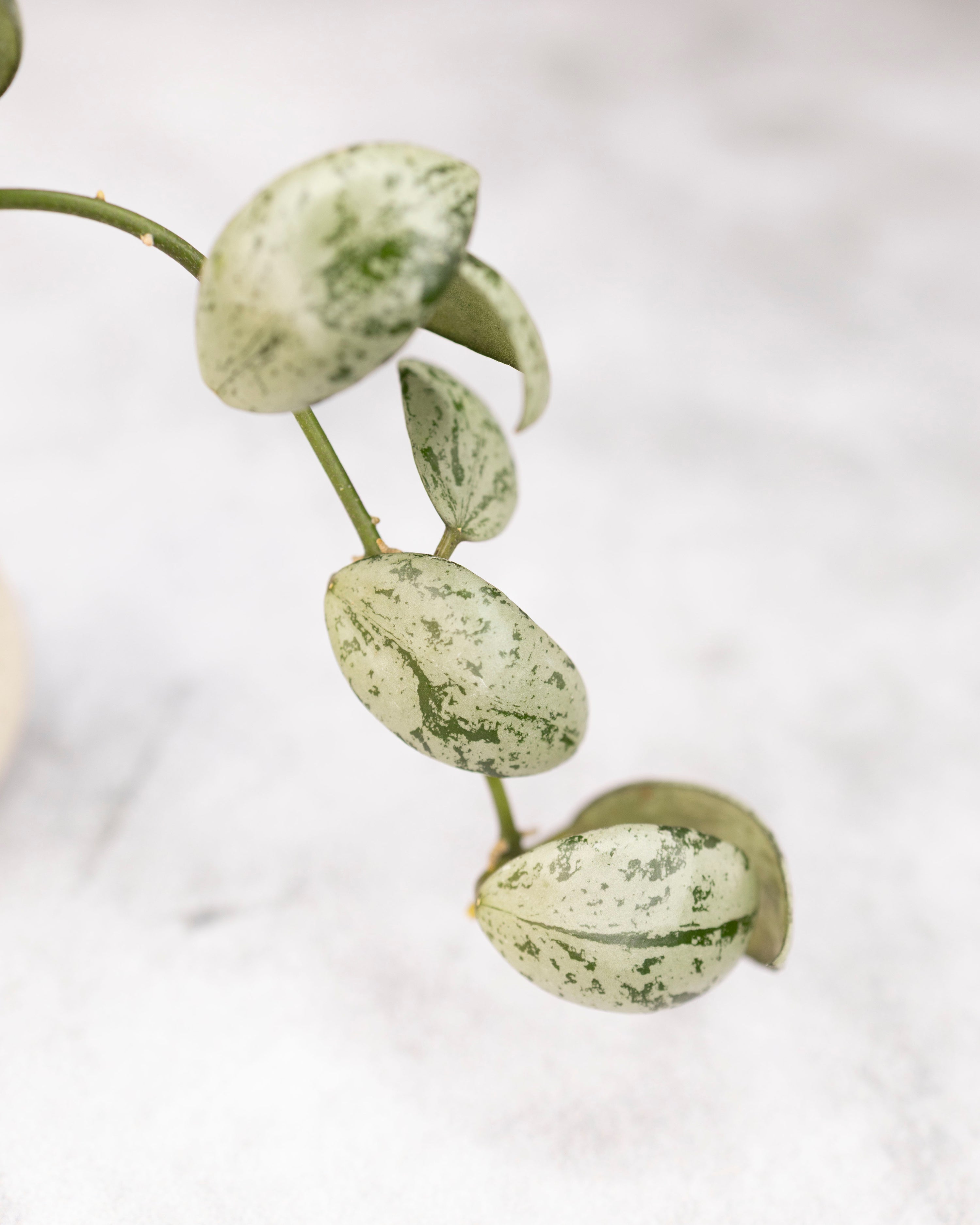 Hoya lacunosa &