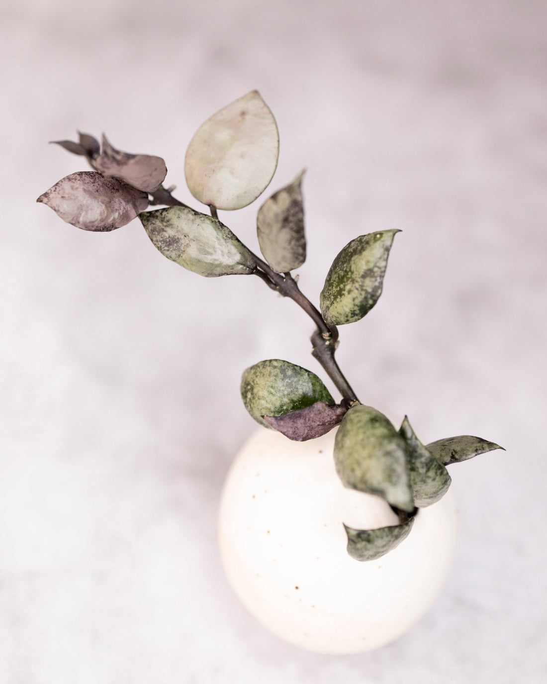 Hoya lacunosa &
