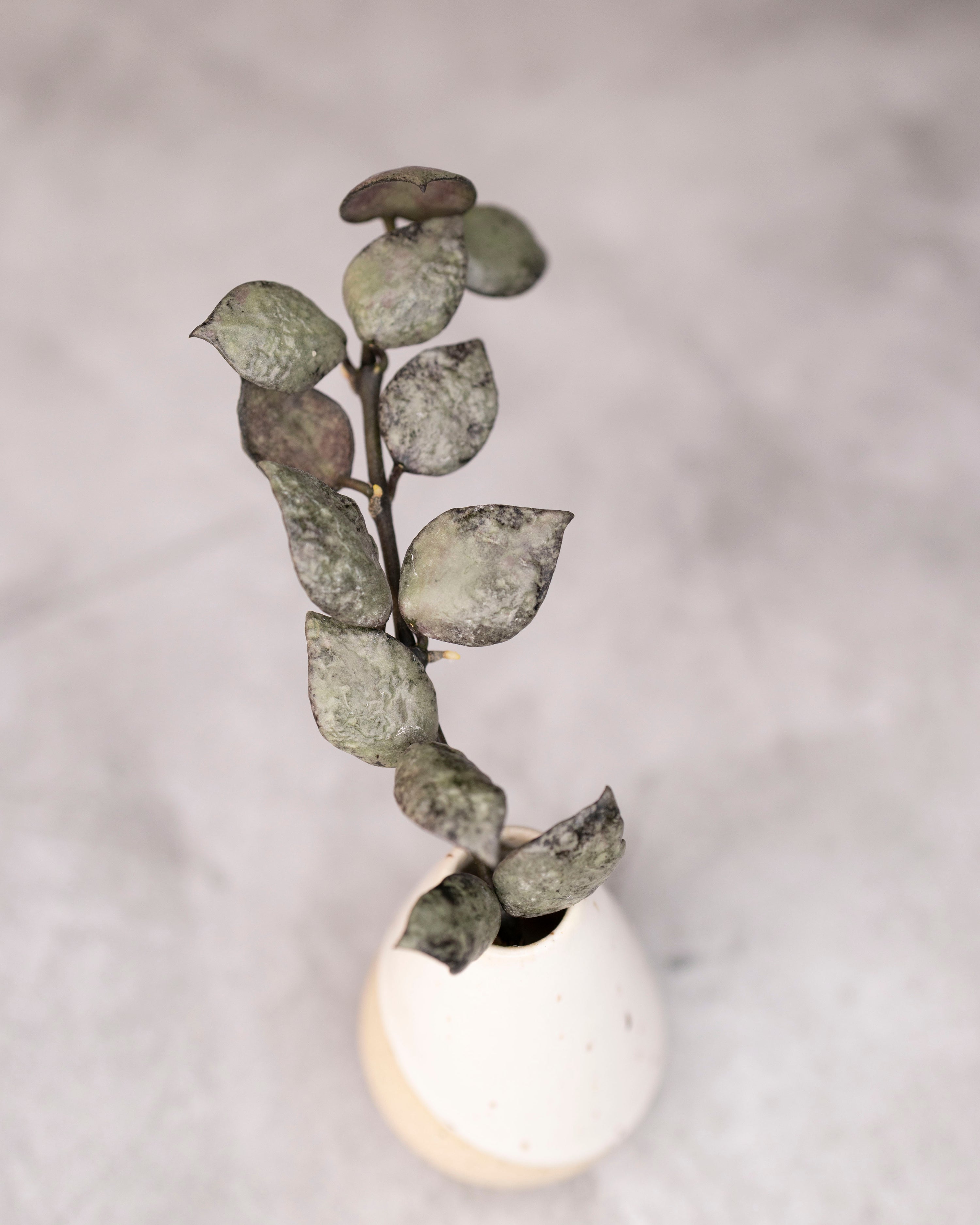 Hoya lacunosa &