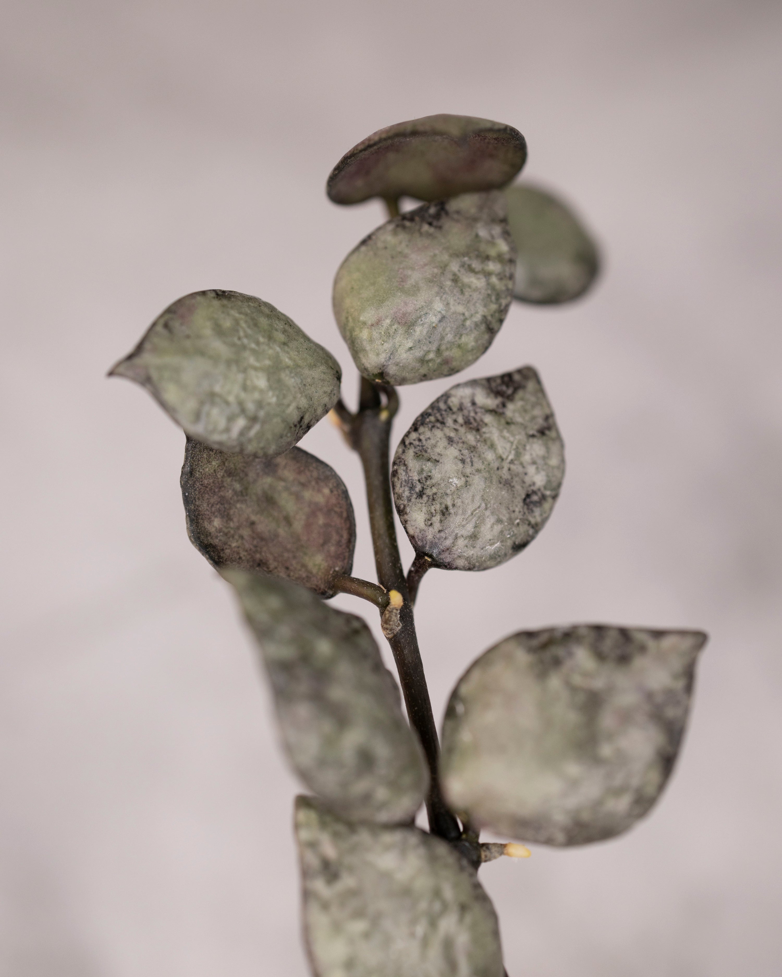 Hoya lacunosa &