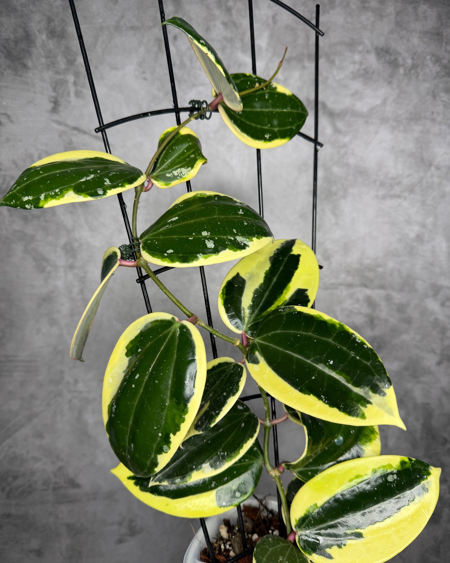 Variegated green and yellow leaves on a metal stand against a gray background