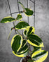 Variegated green and yellow leaves on a metal stand against a gray background
