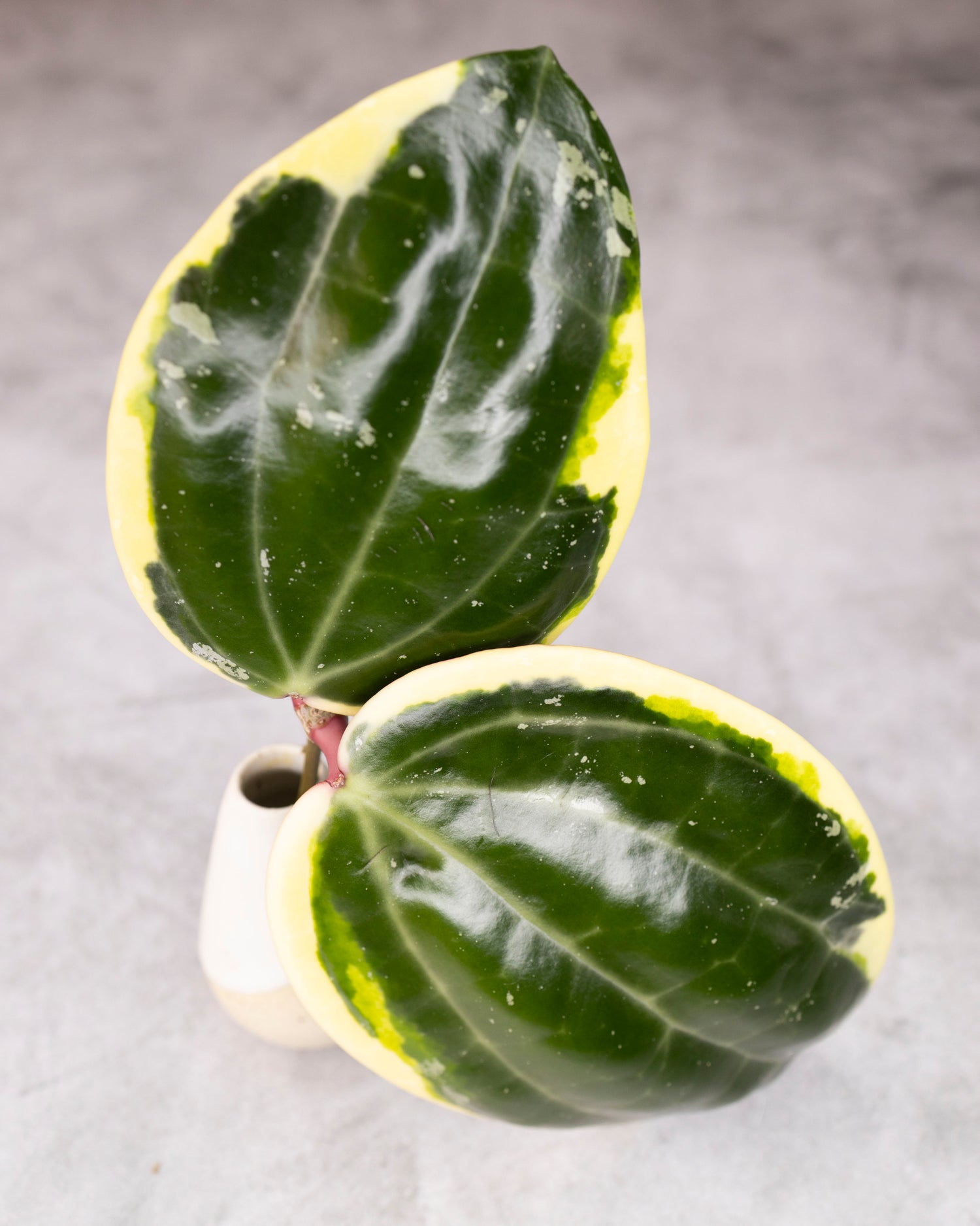 Hoya latifolia (outer variegated, round leaf)