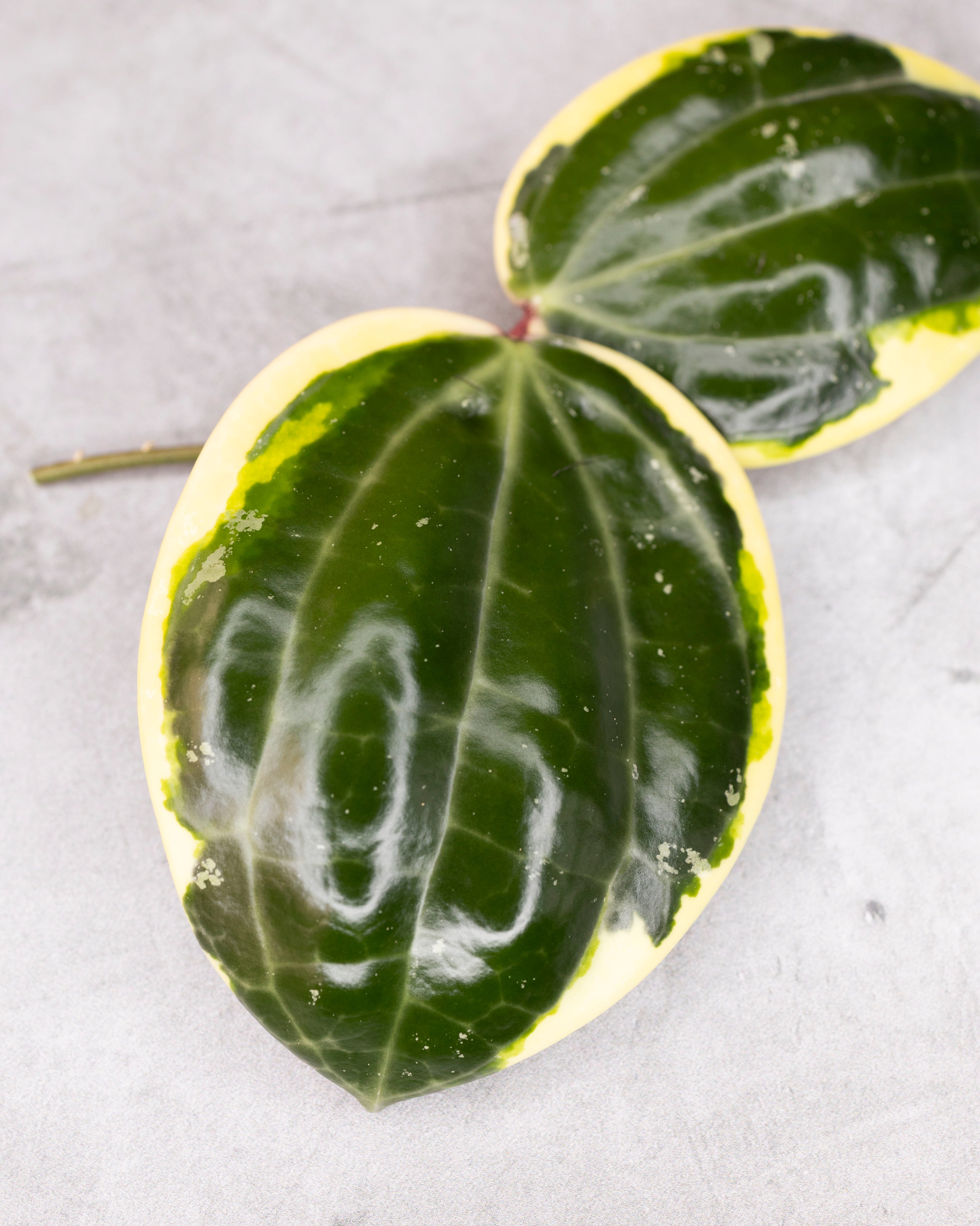 Hoya latifolia (outer variegated, round leaf)