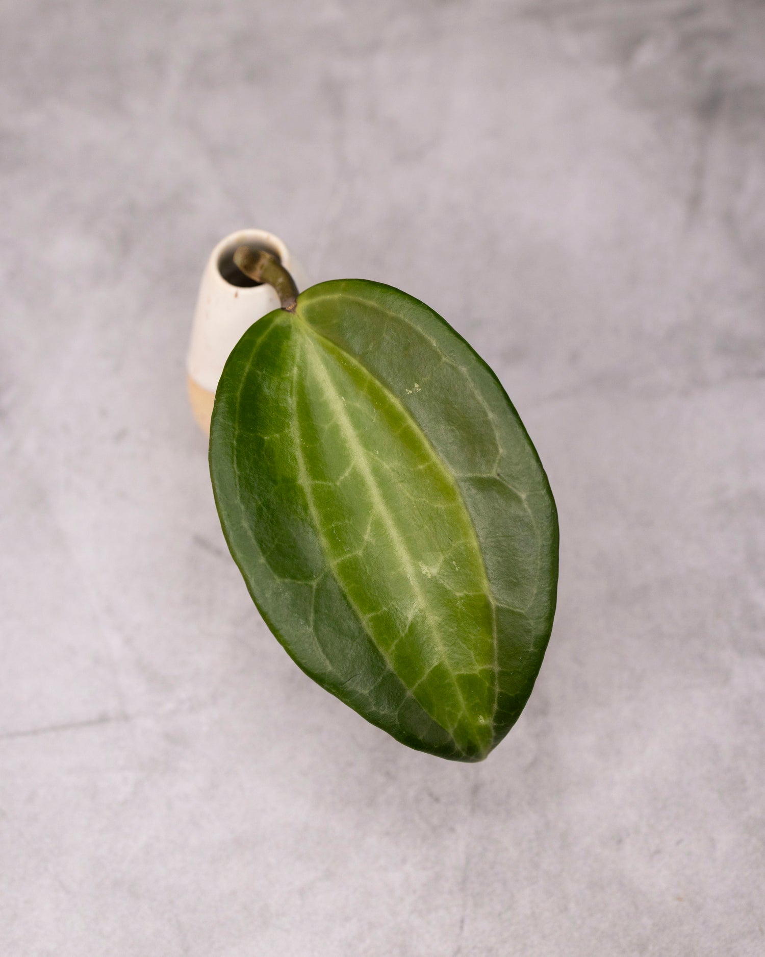 Green leaf on a textured gray background