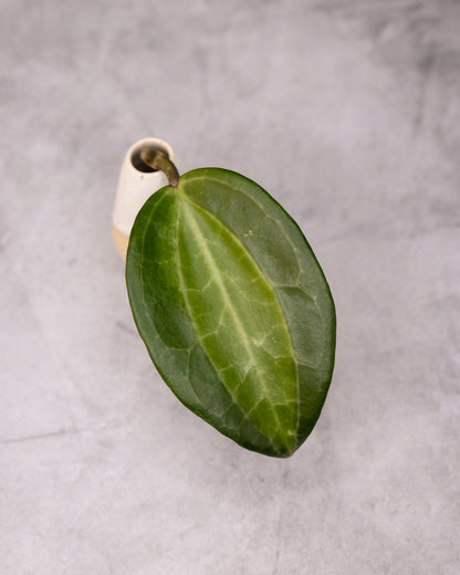 Green leaf on a textured gray background