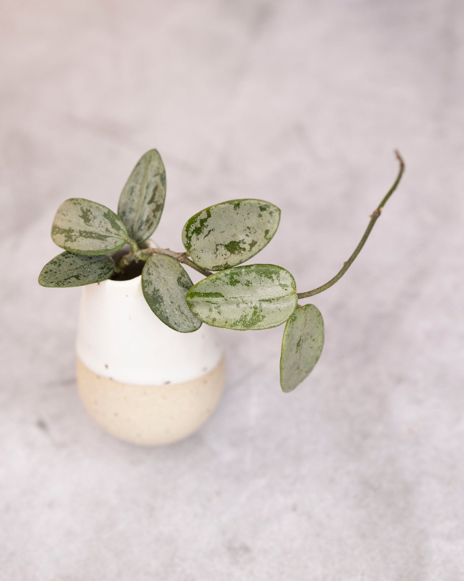 Hoya lima (Silver/Splash)