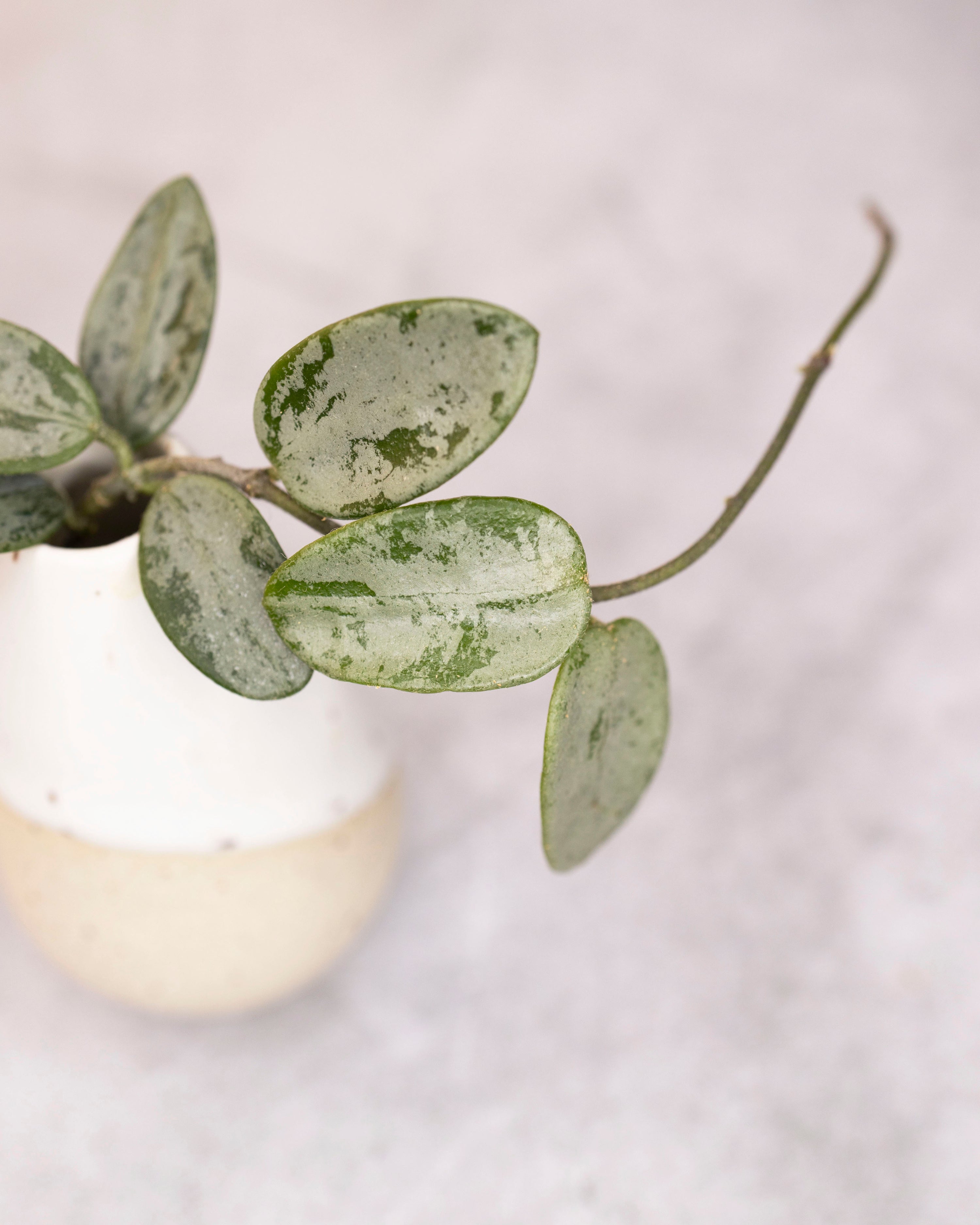 Hoya lima (Silver/Splash)