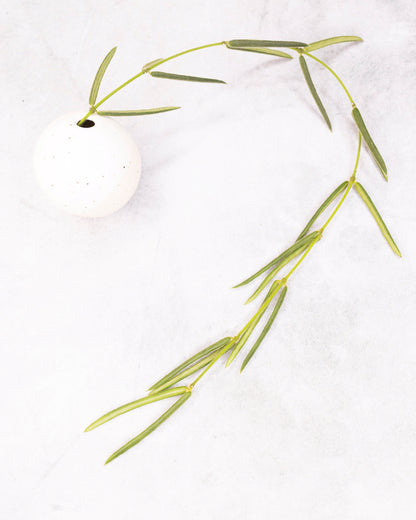 Green plant branch on a white background