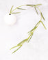 Green plant branch on a white background