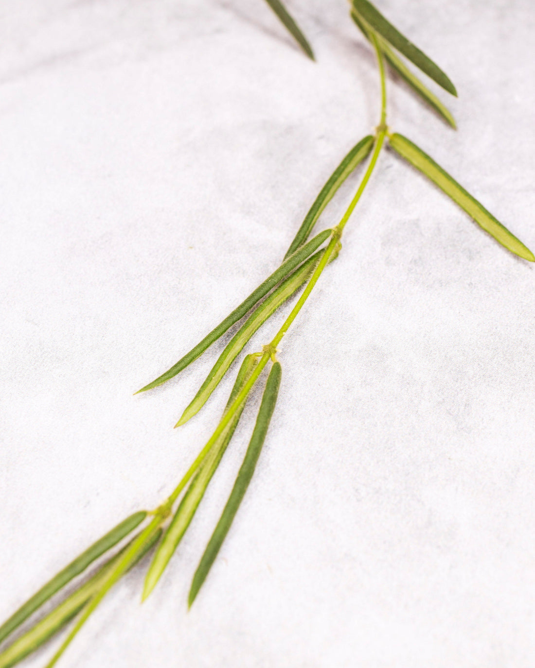 Green plant leaves on a white background