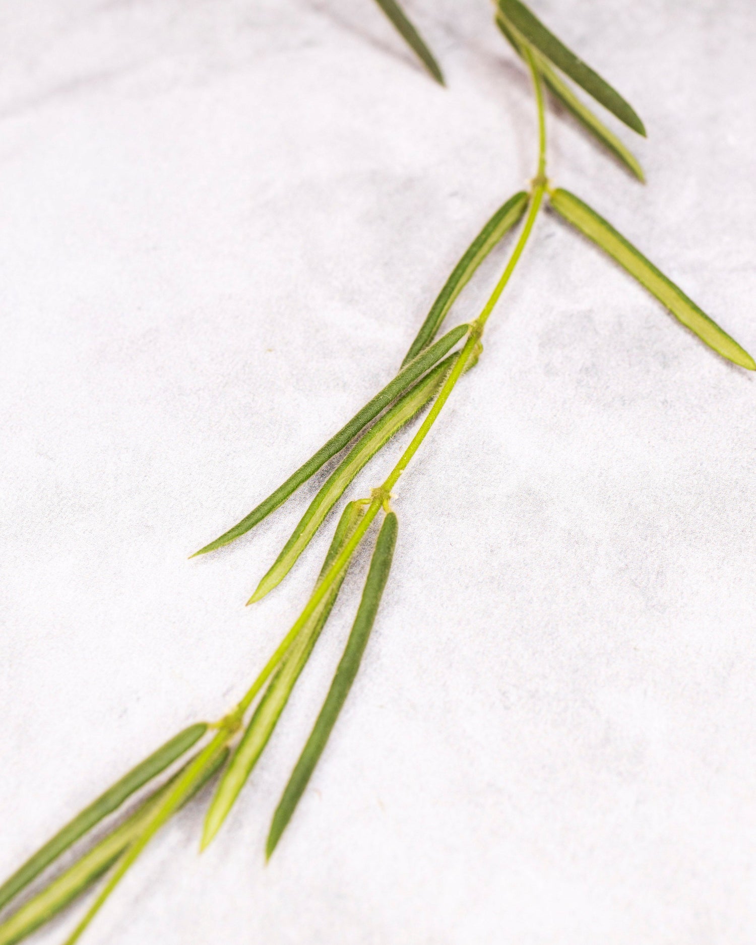 Green plant leaves on a white background