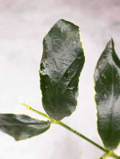 Close-up of green leaves on a blurred background