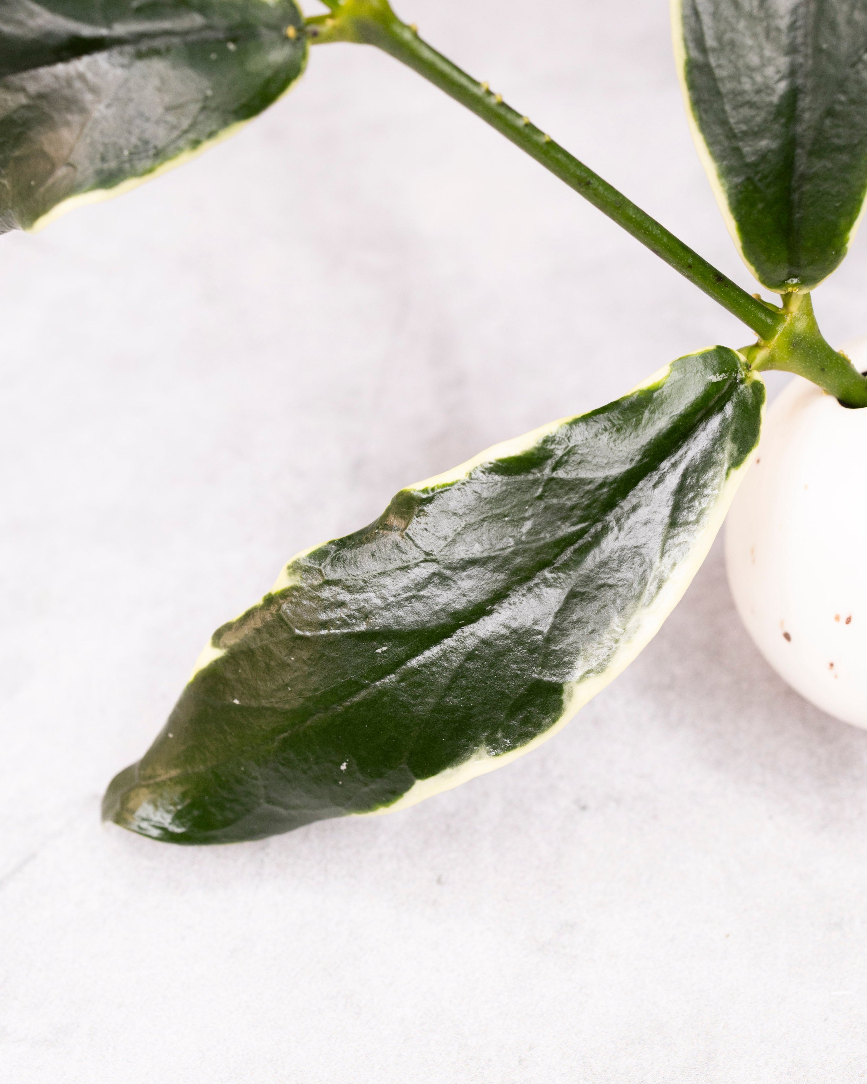 Close-up of green leaves on a white background