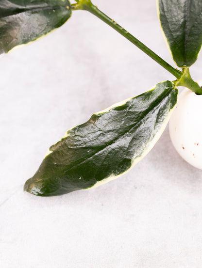 Close-up of green leaves on a white background
