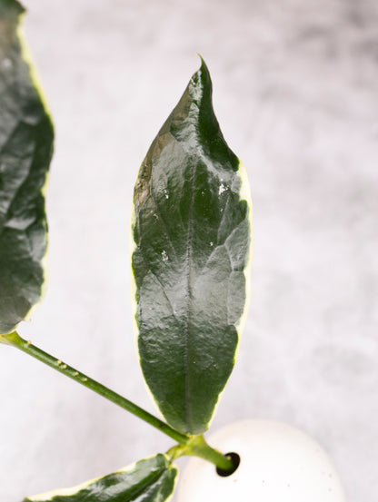 Close-up of a green leaf with a blurred background