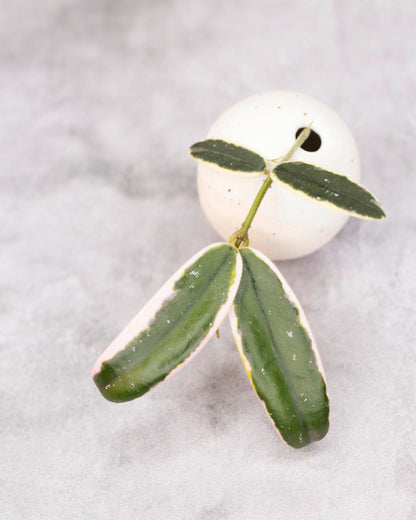 Hoya lyi &