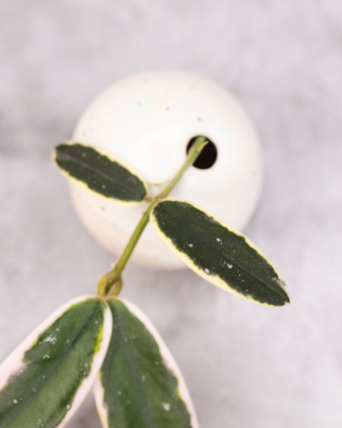 Hoya lyi &