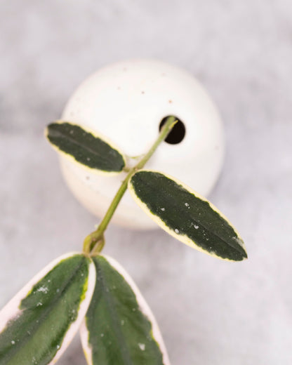 Hoya lyi &