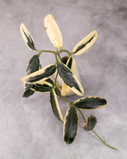 Hoya lyi &