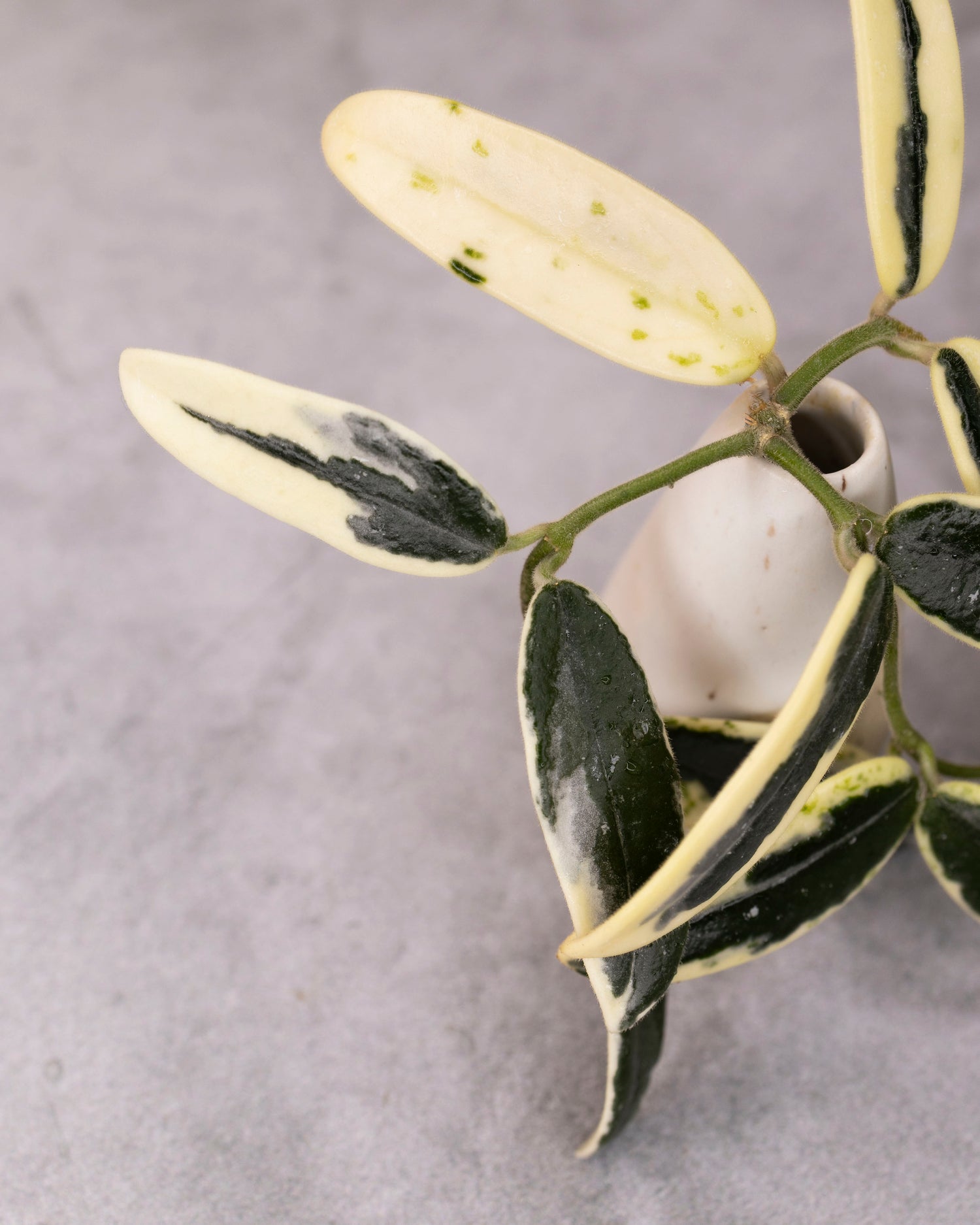 Hoya lyi &