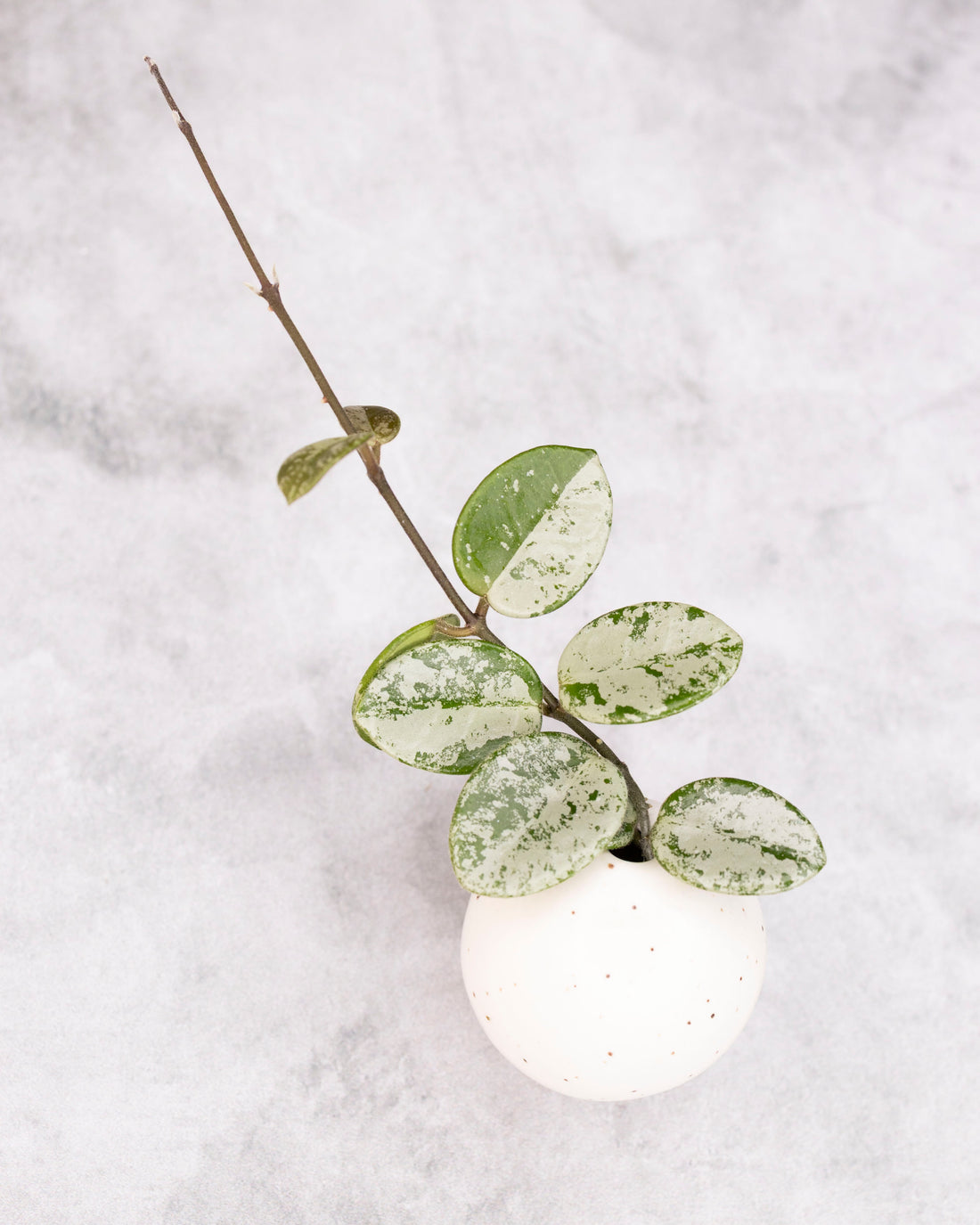 Hoya mathilde (splash)