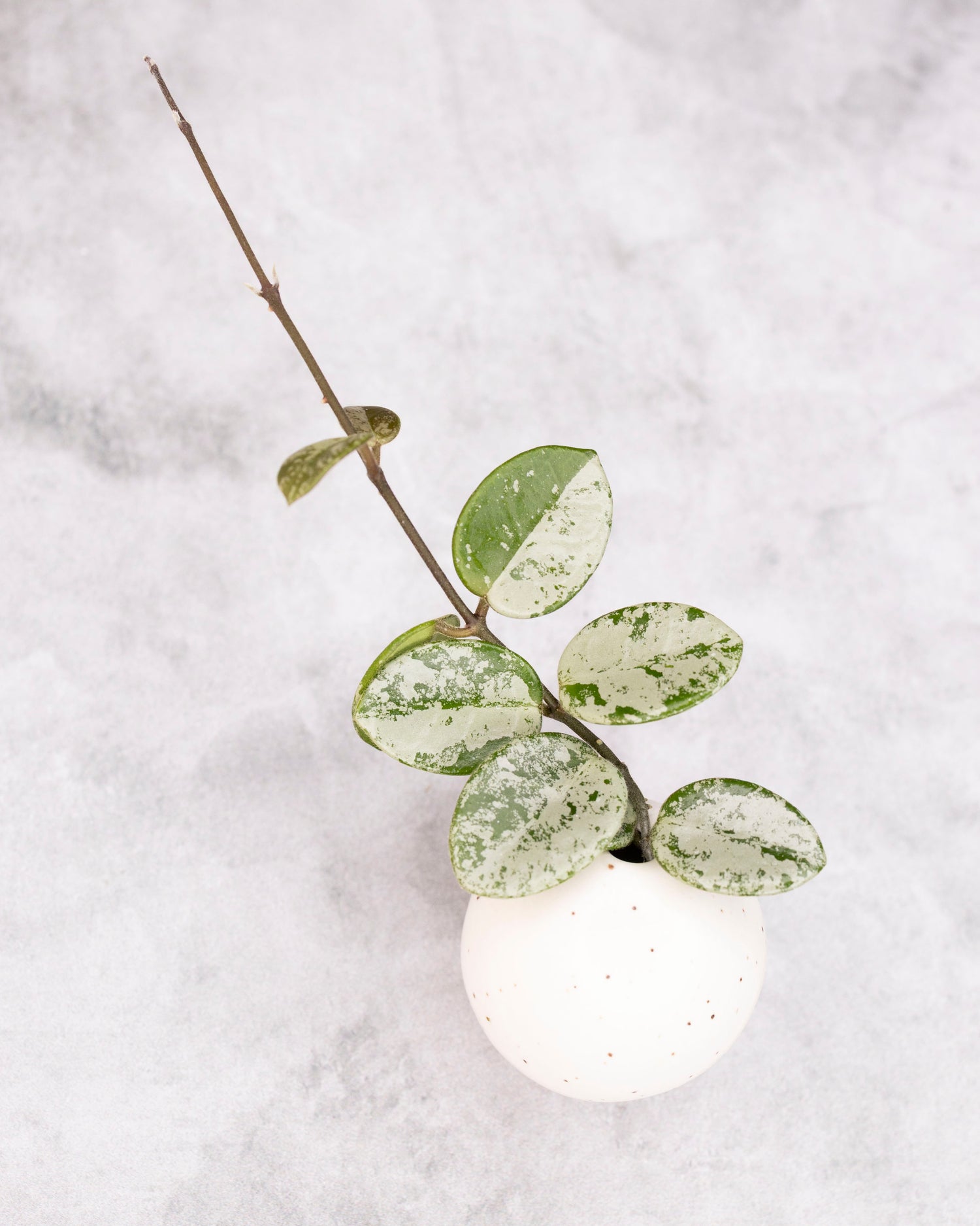 Hoya mathilde (splash)