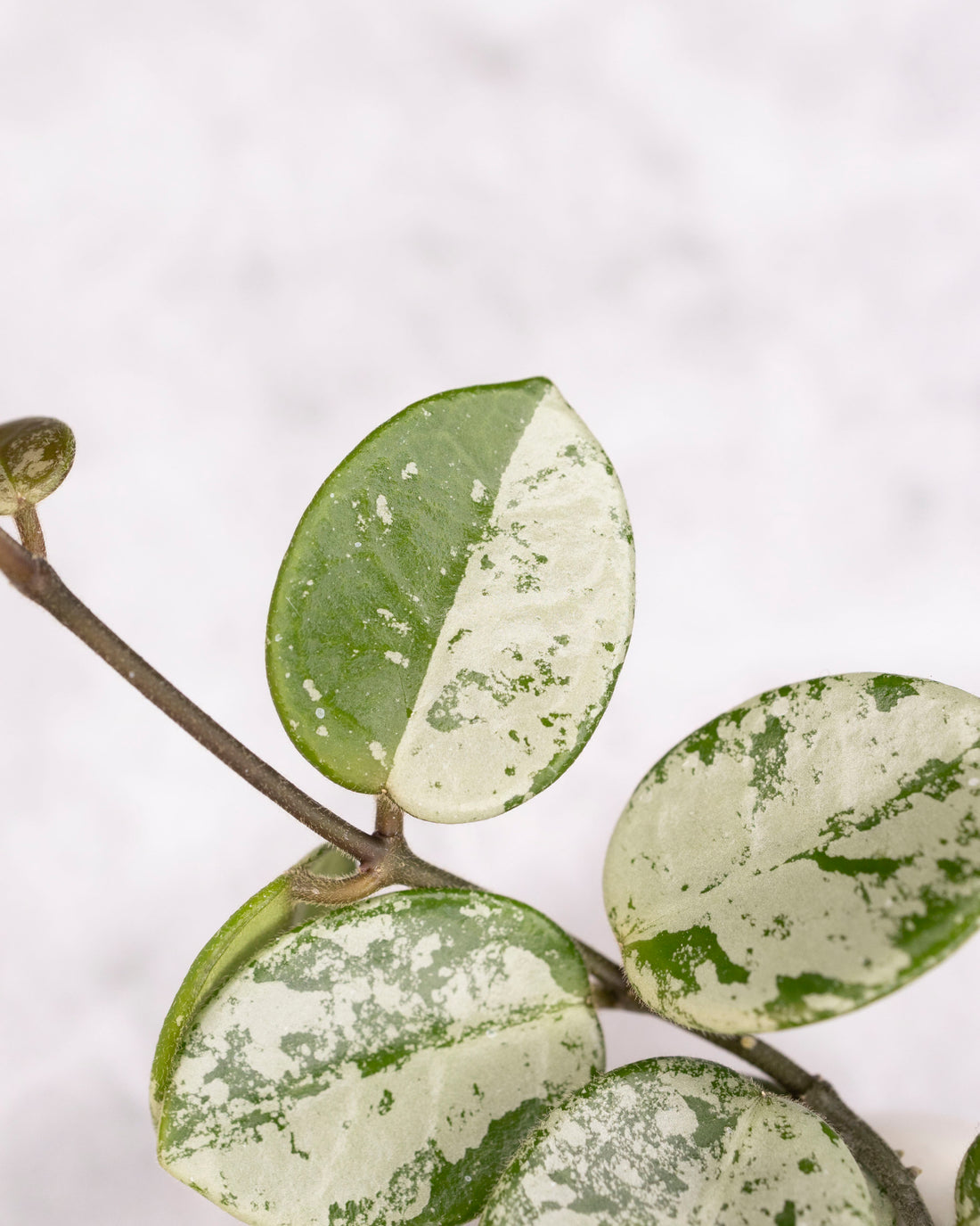 Hoya mathilde (splash)