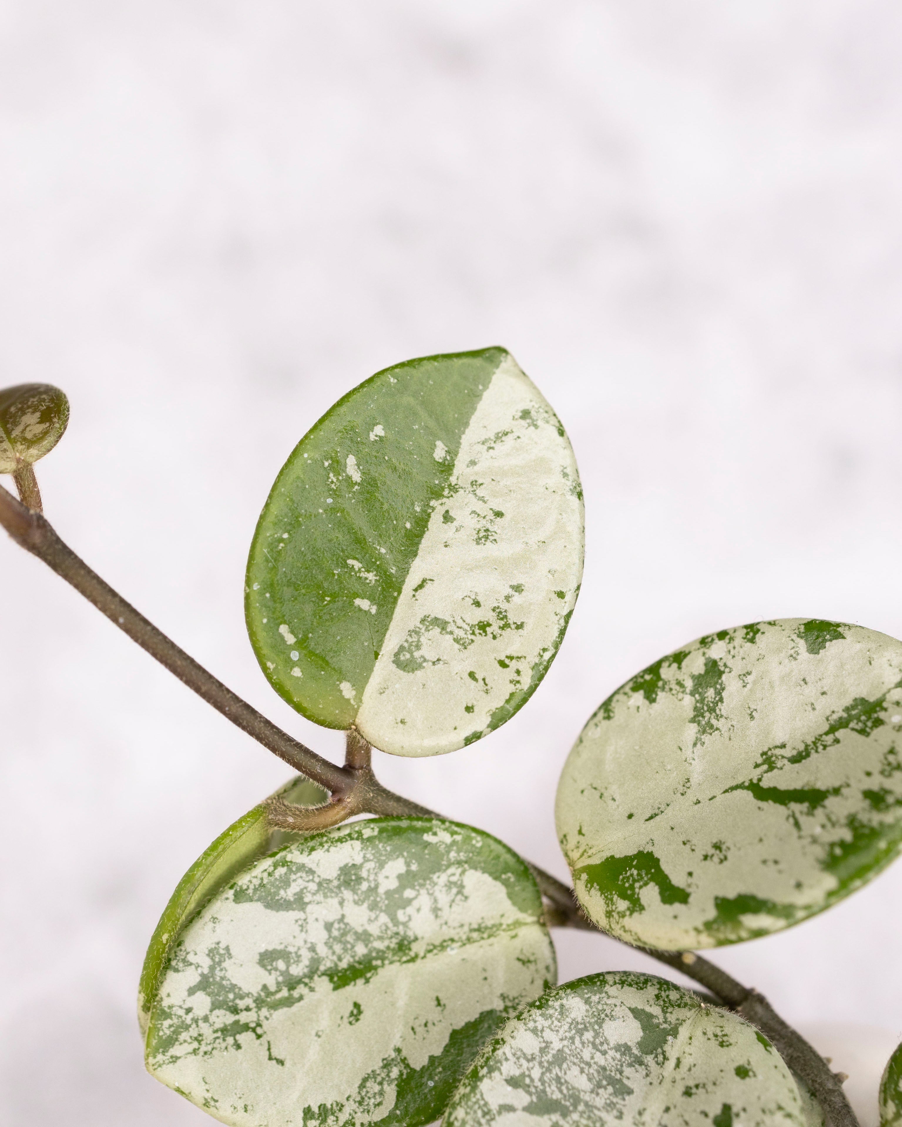 Hoya mathilde (splash)