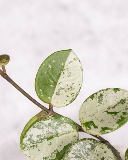 Hoya mathilde (splash)
