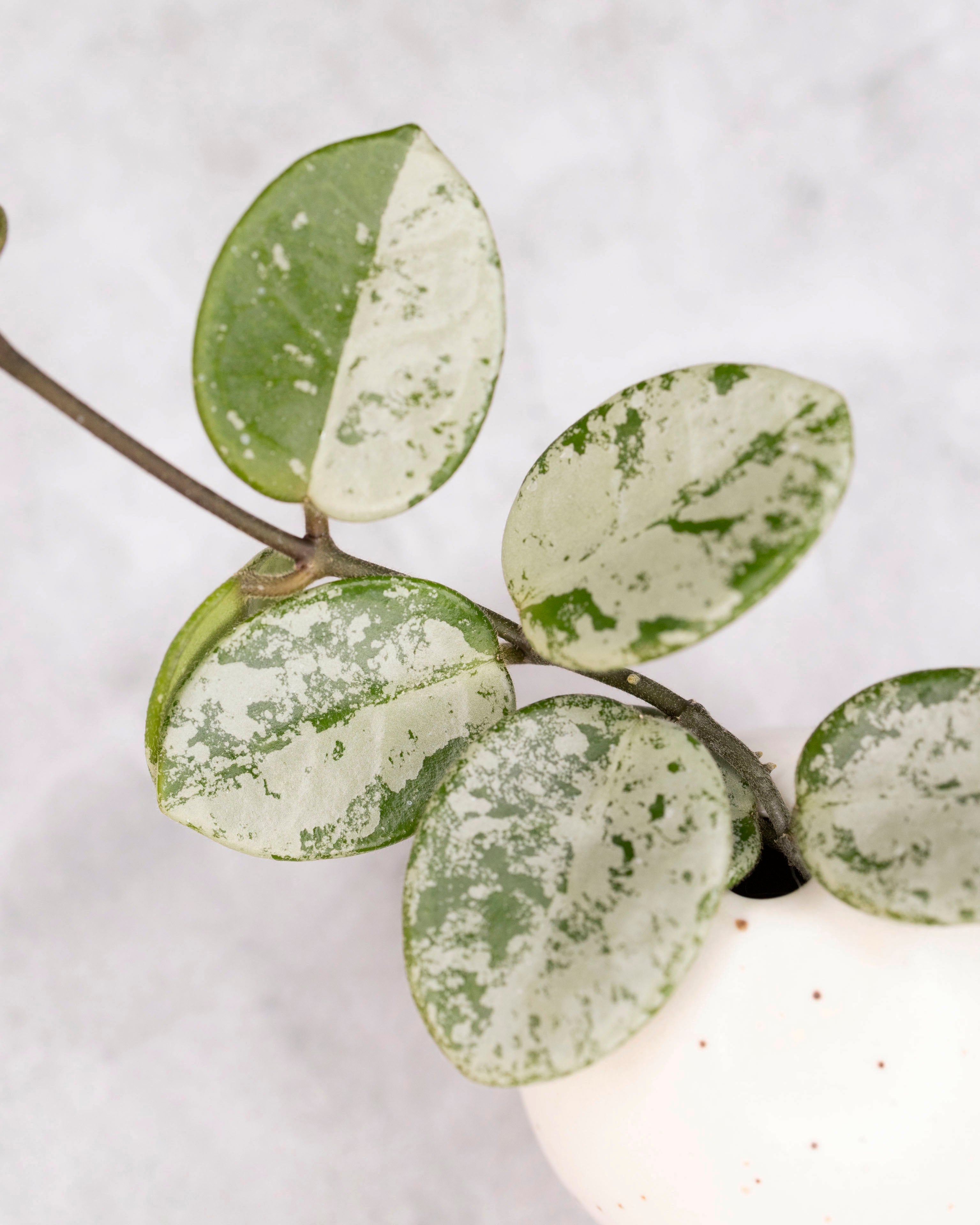 Hoya mathilde (splash)