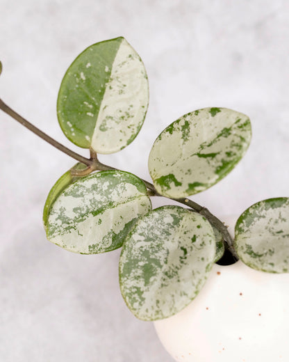 Hoya mathilde (splash)