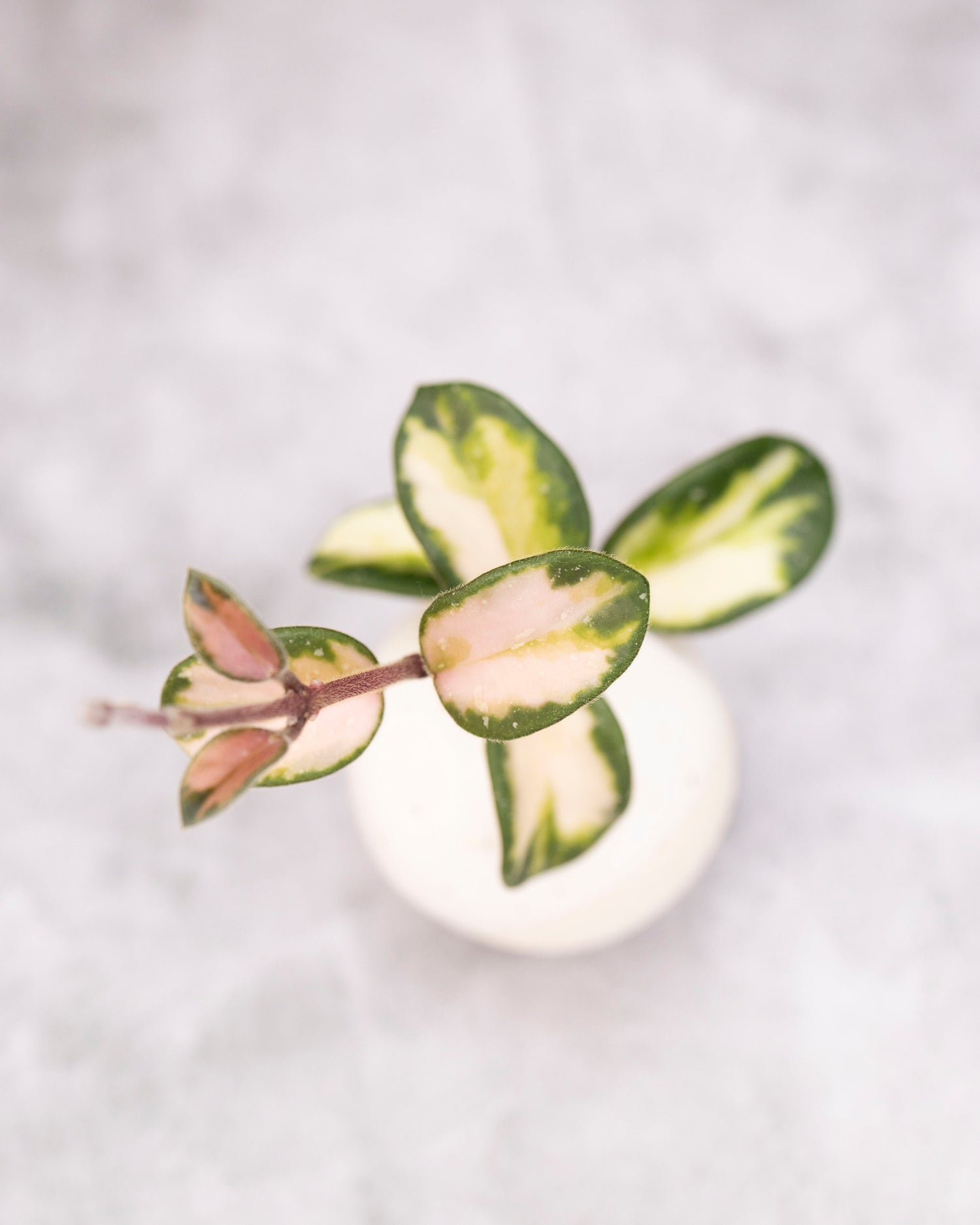 Hoya mathilde (variegated)