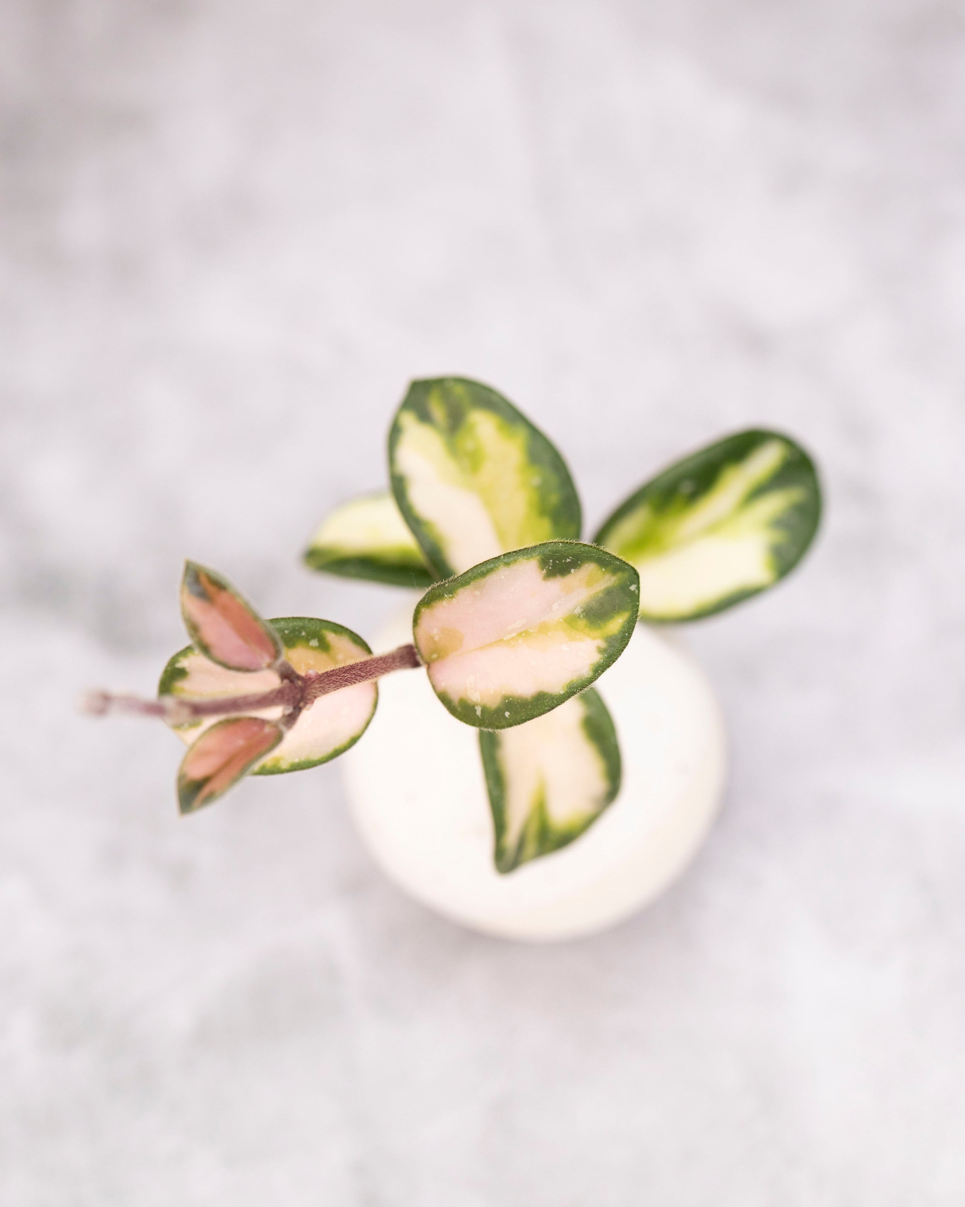 Hoya mathilde (variegated)