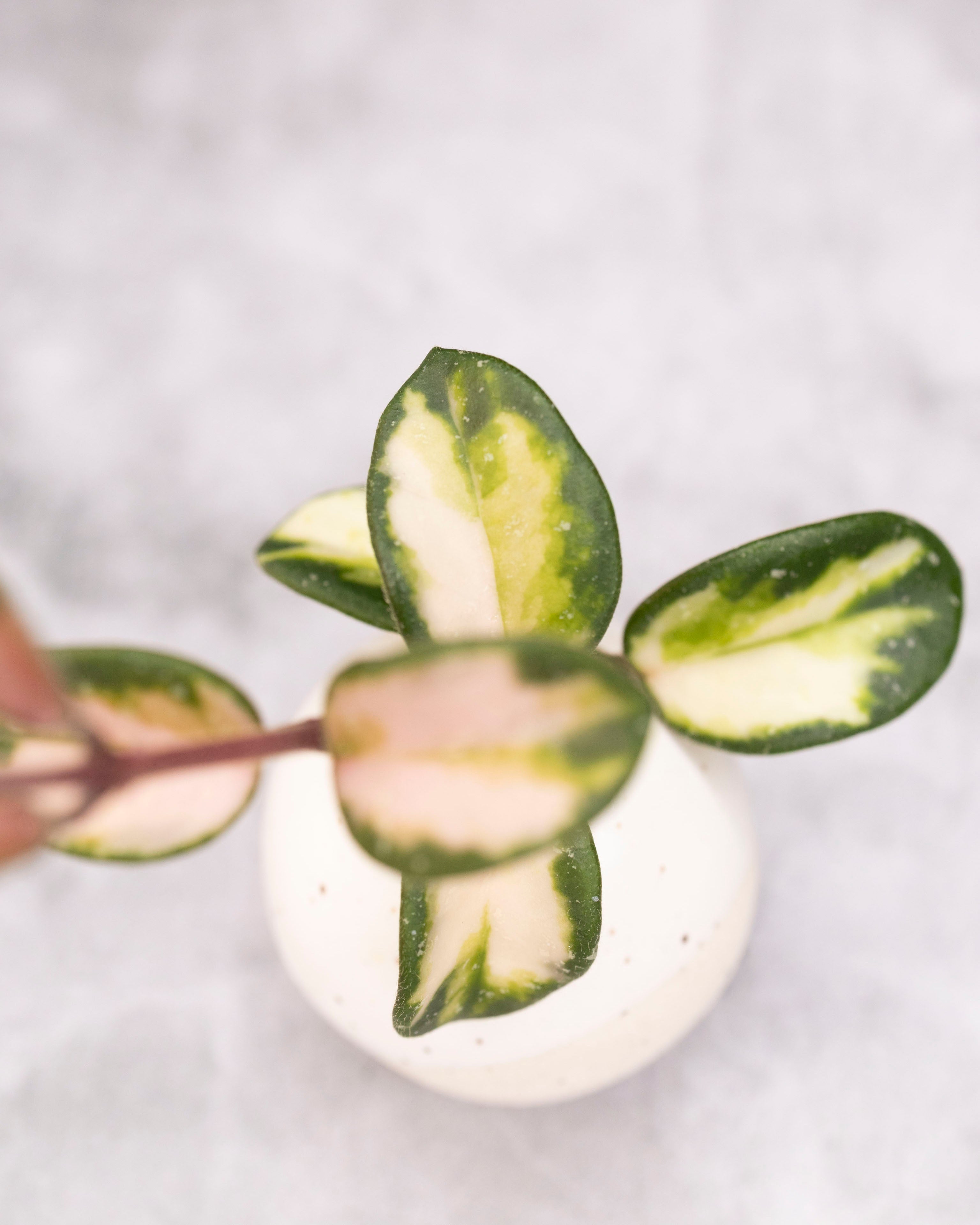 Hoya mathilde (variegated)