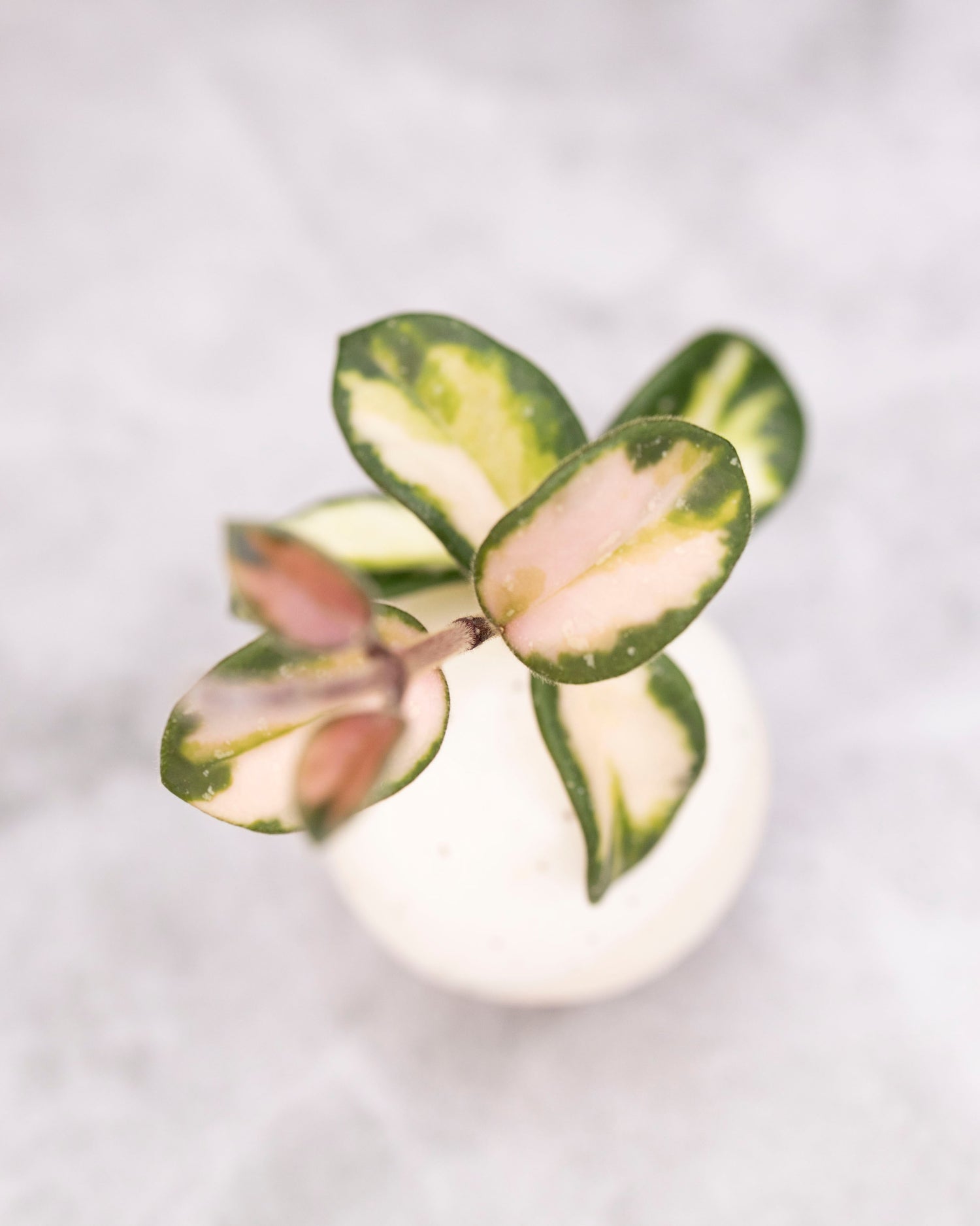 Hoya mathilde (variegated)