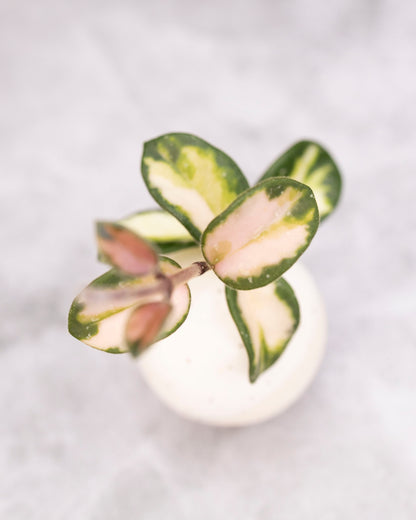 Hoya mathilde (variegated)
