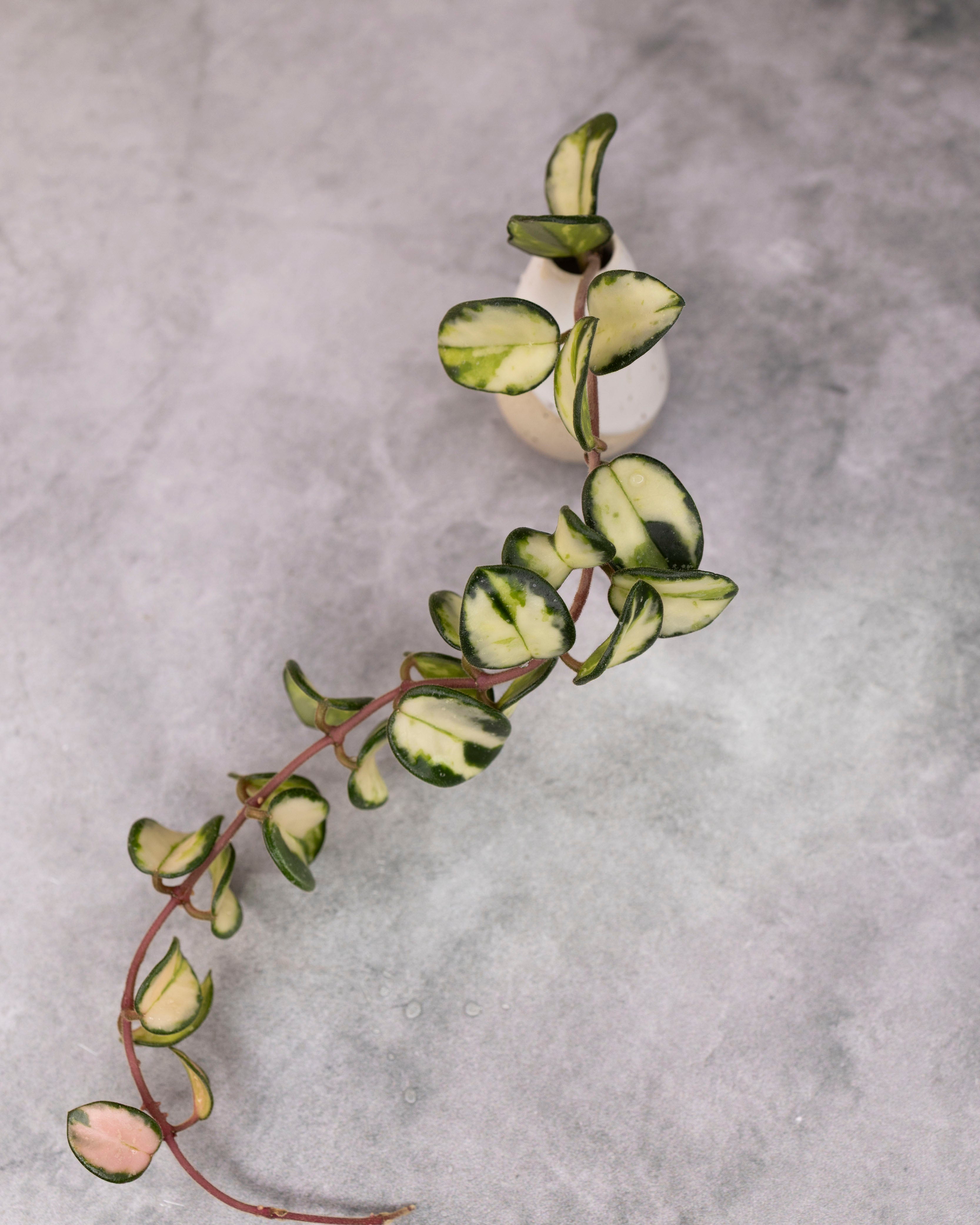 Hoya 'Mathilde' (variegated) – Hoya Cuttings