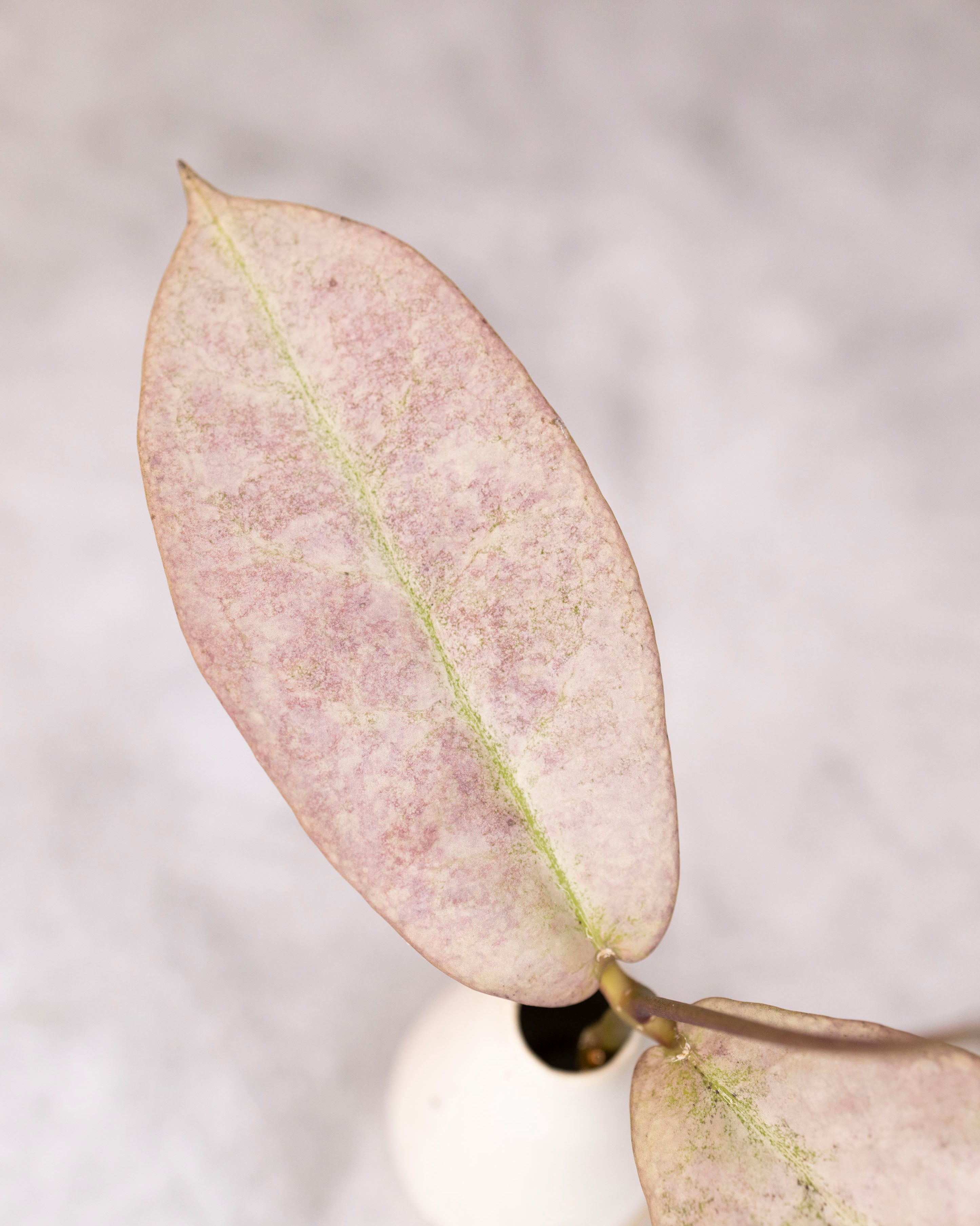 Hoya mitrata sp Borneo (silver)