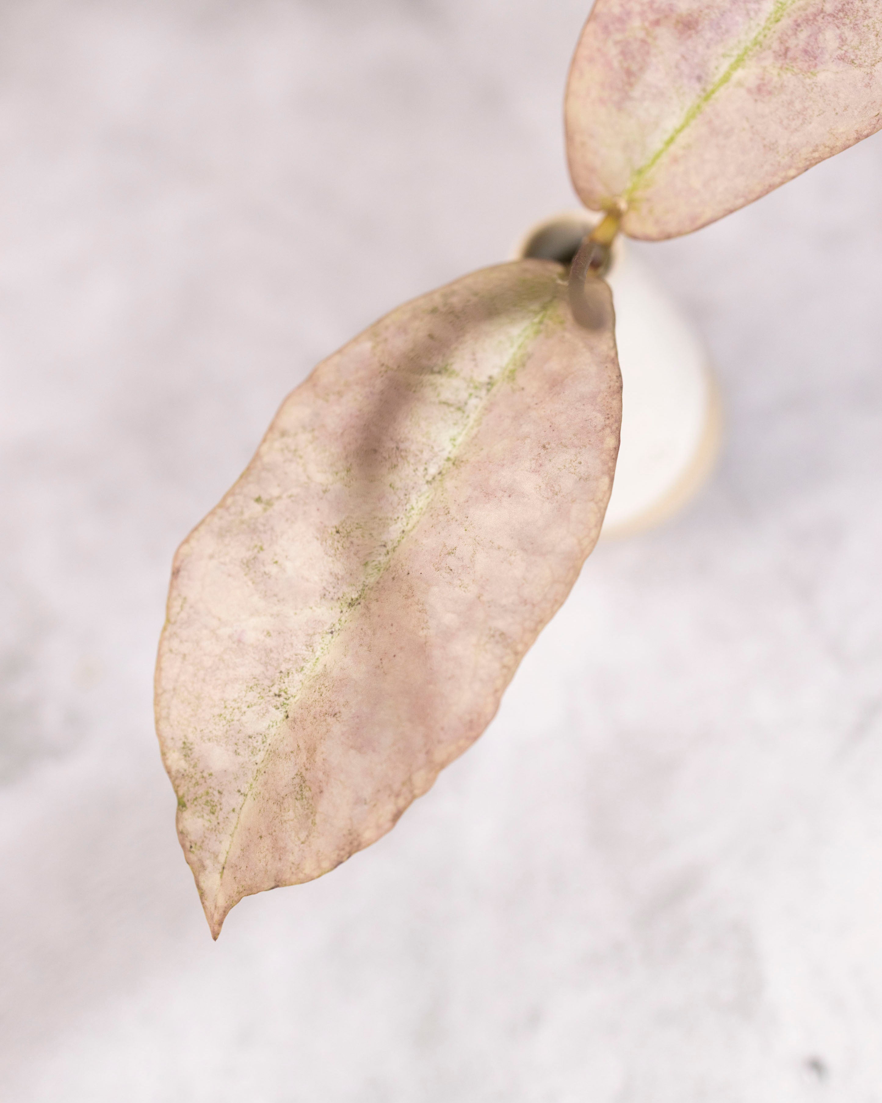 Hoya mitrata sp Borneo (silver)