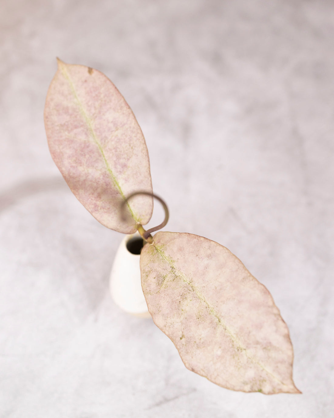 Hoya mitrata sp Borneo (silver)