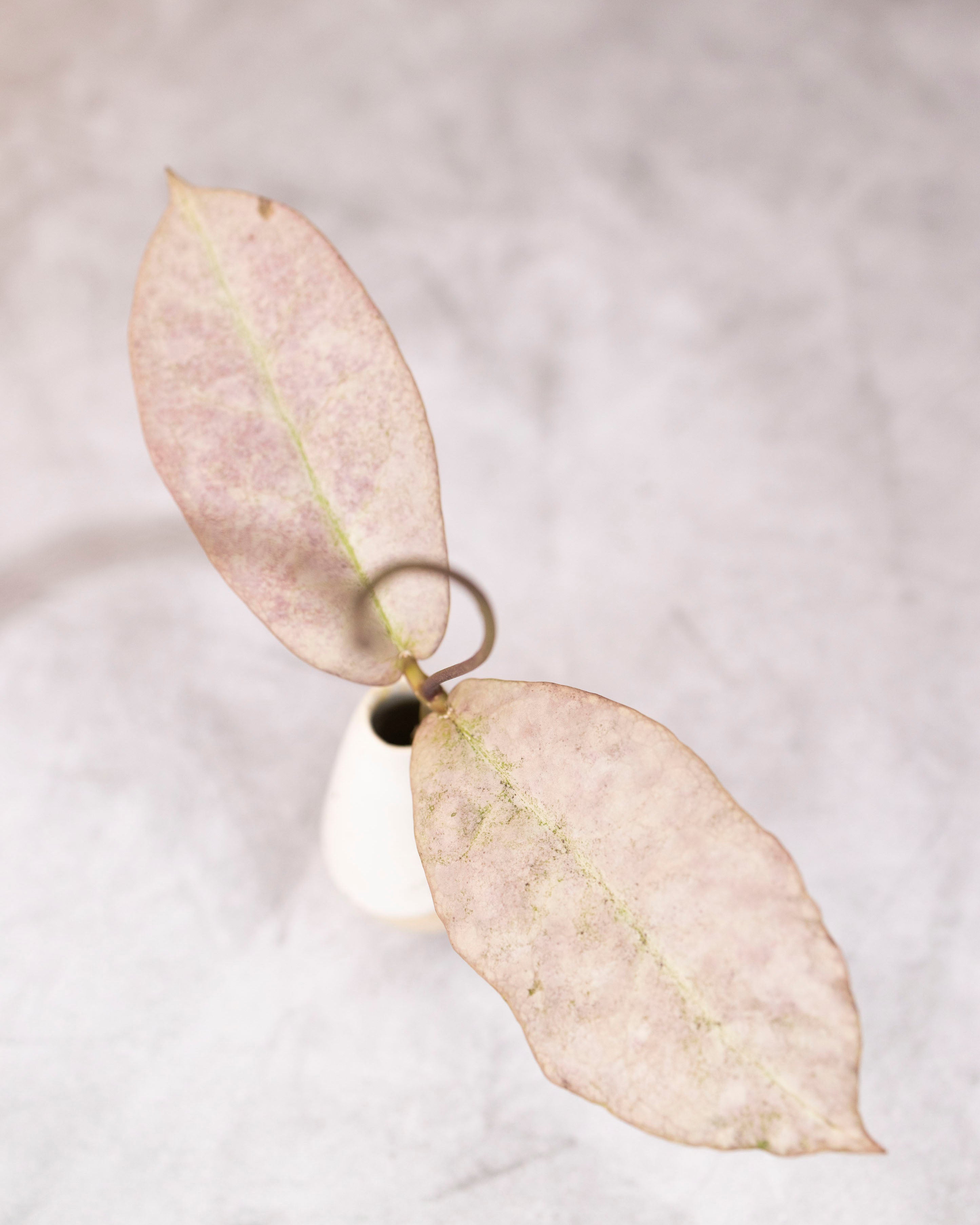 Hoya mitrata sp Borneo (silver)