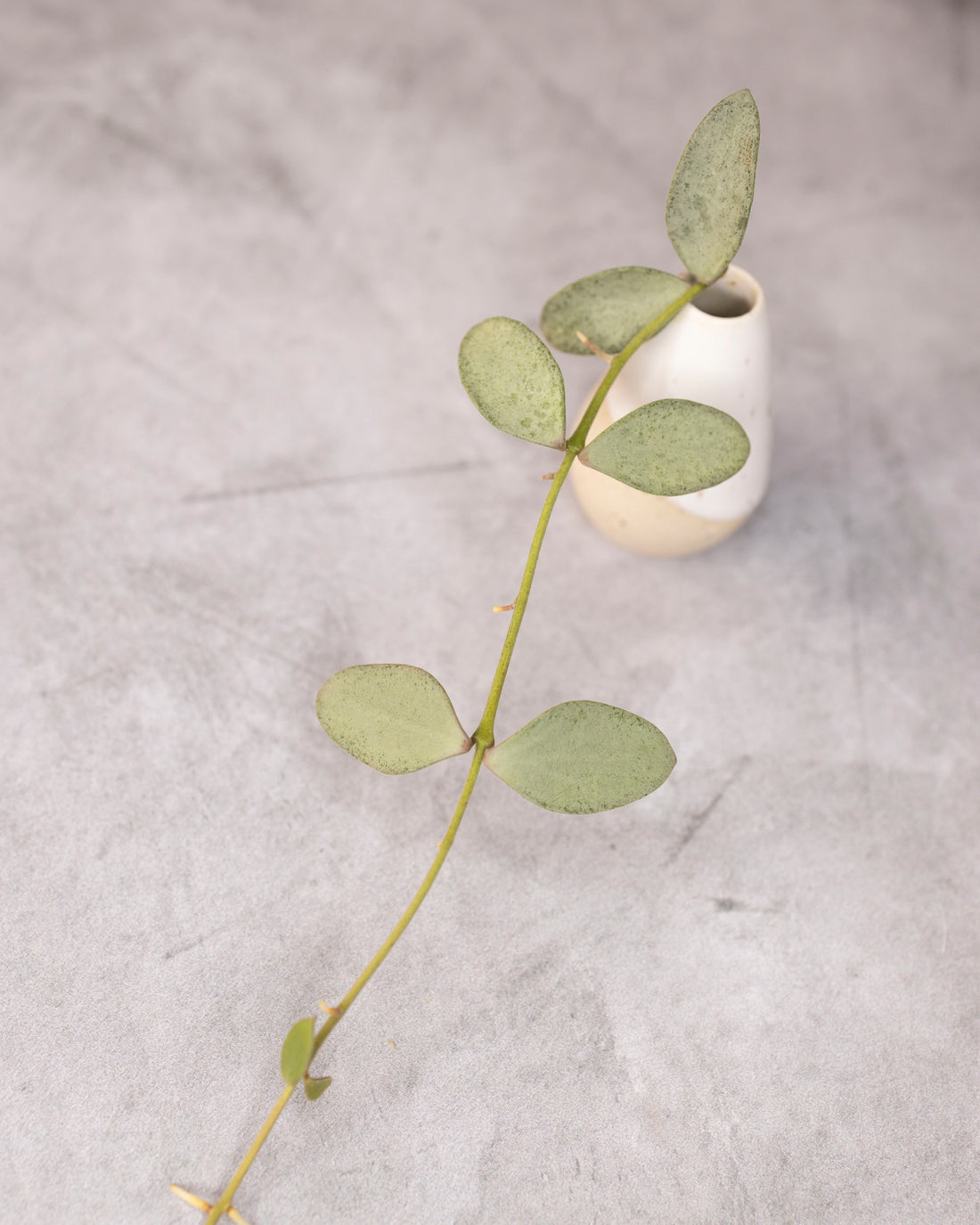 Hoya nummularioides (silver)