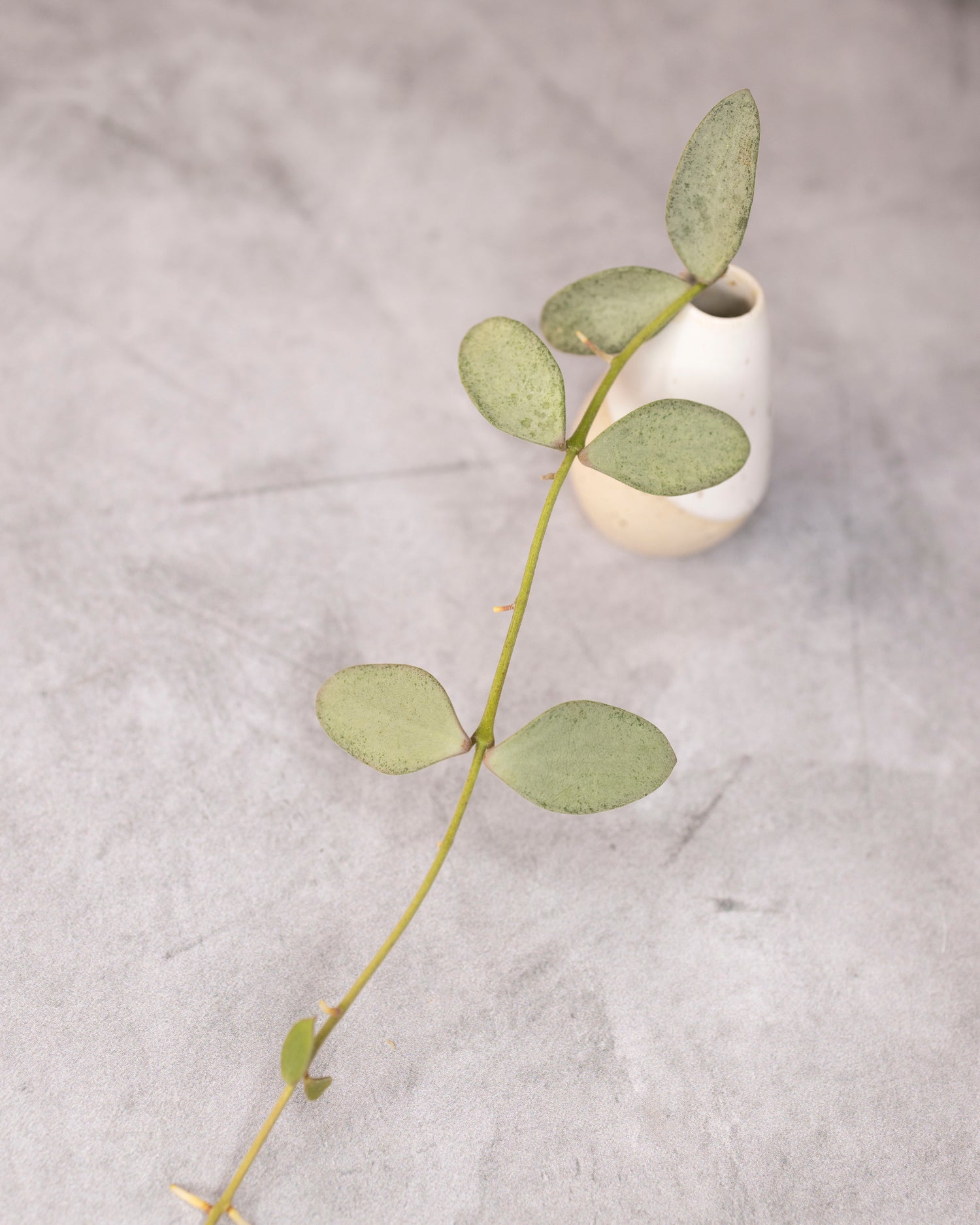 Hoya nummularioides (silver)