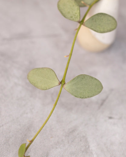 Hoya nummularioides (silver)