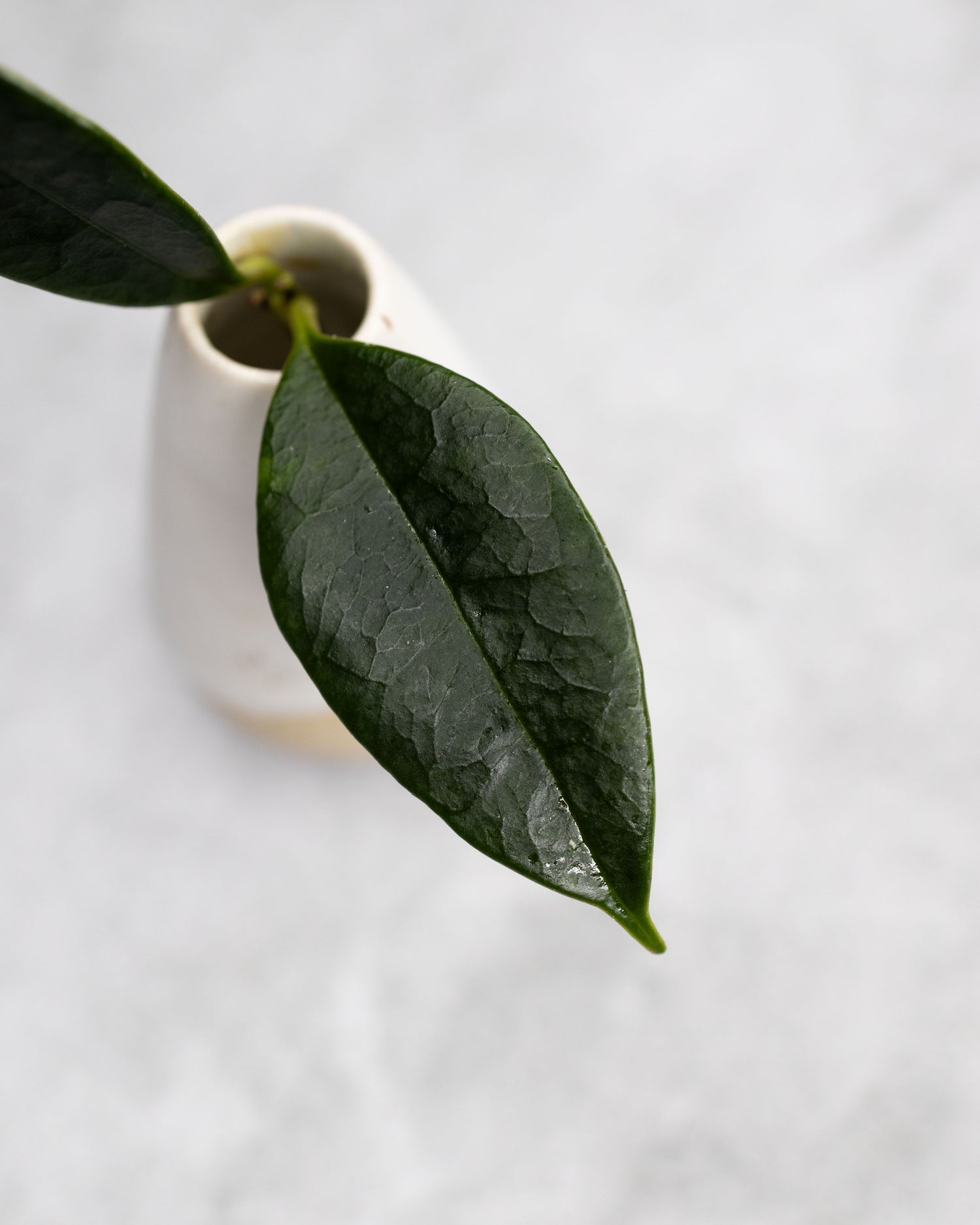 Hoya nyhuusiae